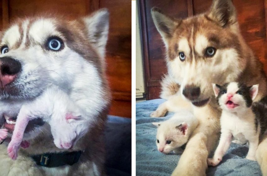  The warm-hearted Husky saved the tiny kittens and adopted them