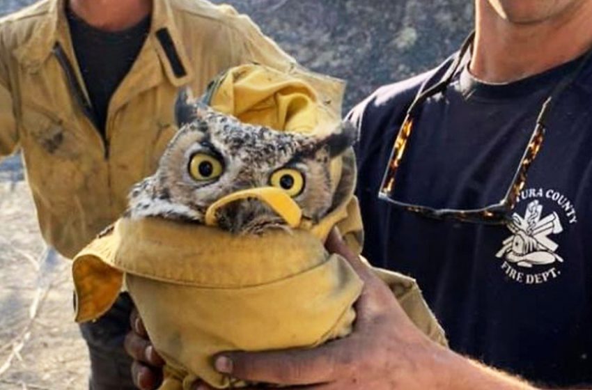  The great owl was saved after the fire