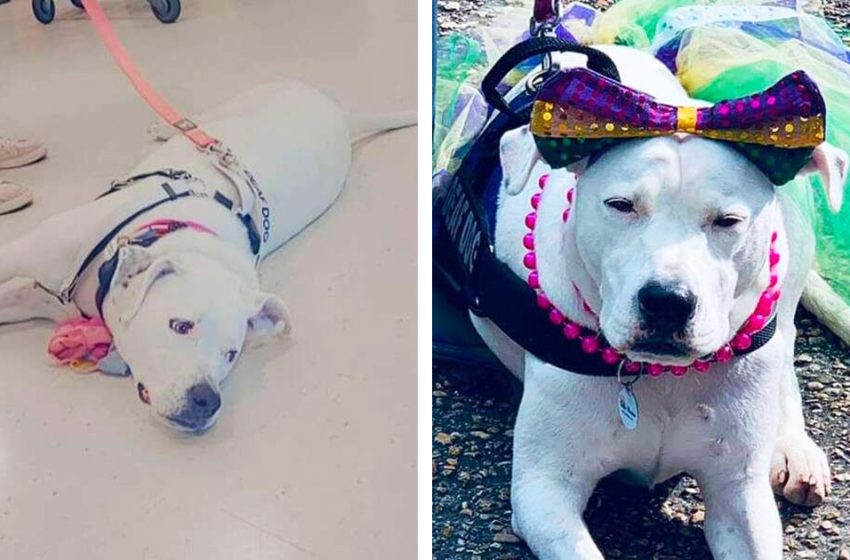  The nice dog has been over 30 adoption events but still doesn’t have forvever home