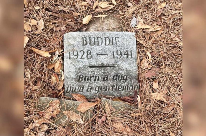  The guy found an 80- year-old dog’s grave and was touched by it