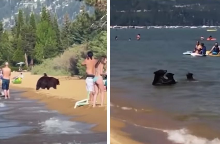  Mother bear went swimming with her three little cubs in Tahoe Lake