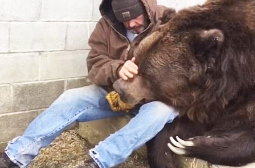  Caretaker comforts the enormous sick bear