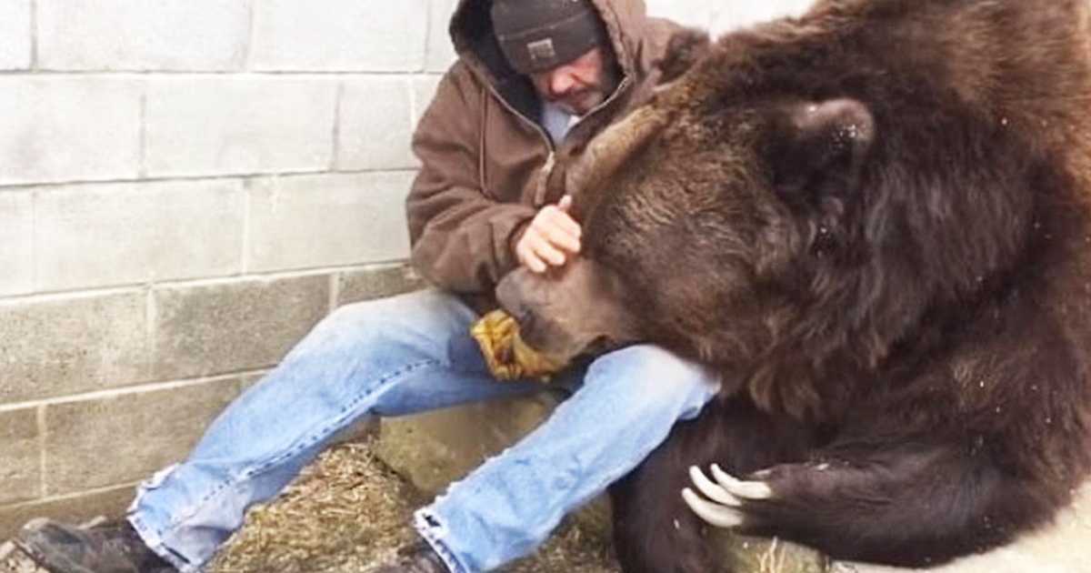 Caretaker comforts the enormous sick bear