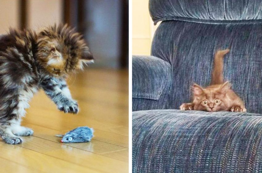  When your cat is an avid hunter: a selection of very cute and funny photos with pets