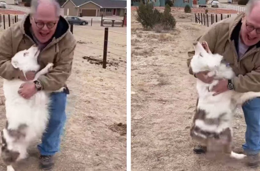  The deaf and blind dog immediately recognized her granpa after a year