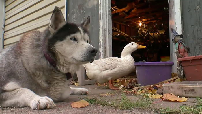  The kind husky became best friends with a duck