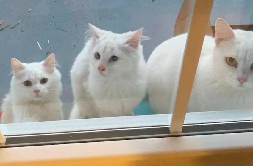  A Stray Cat Appears On The Doorstep, Seeking Help With Her Babies