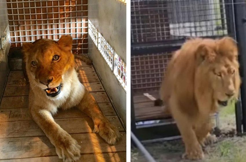  The Two Former Circus Lions Step On Grass For The First Time