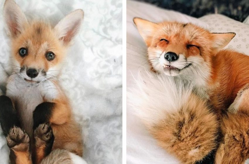  The Cutie Fox, Who Thinks She’s An Orange Dog