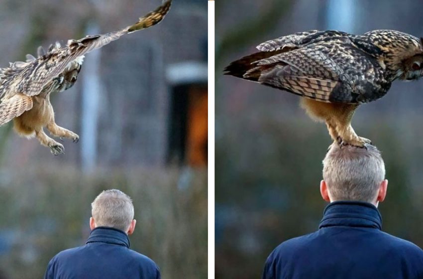  The European Owl Who Loves Landing On People’s Heads