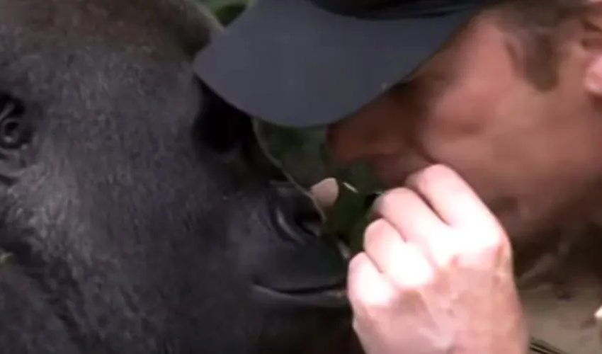  The Reunion Of A Man And His Little Friend Gorilla After 5 Years