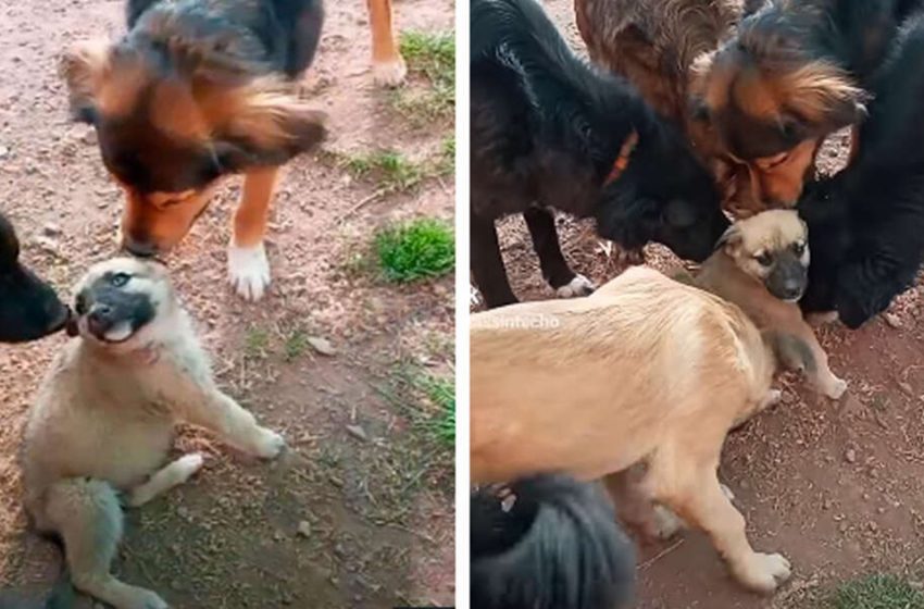  The lonely puppy receives the sweetest greeting from all the shelter’s dogs