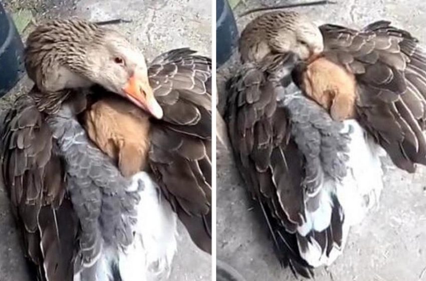  The Duck Keeping A Puppy Warm With Its Wings