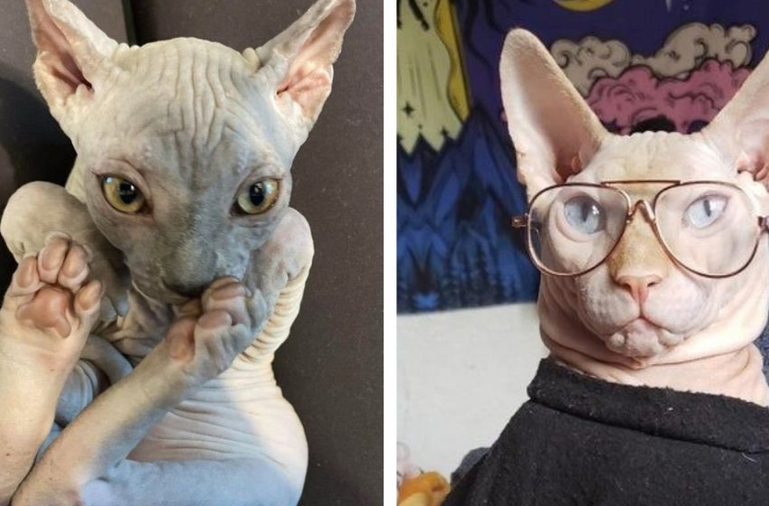  12 Most Adorable Sphynx Cats