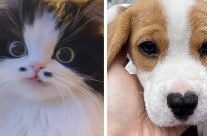  Mom, look, I’m beautiful. 14 cats with unusual appearance!