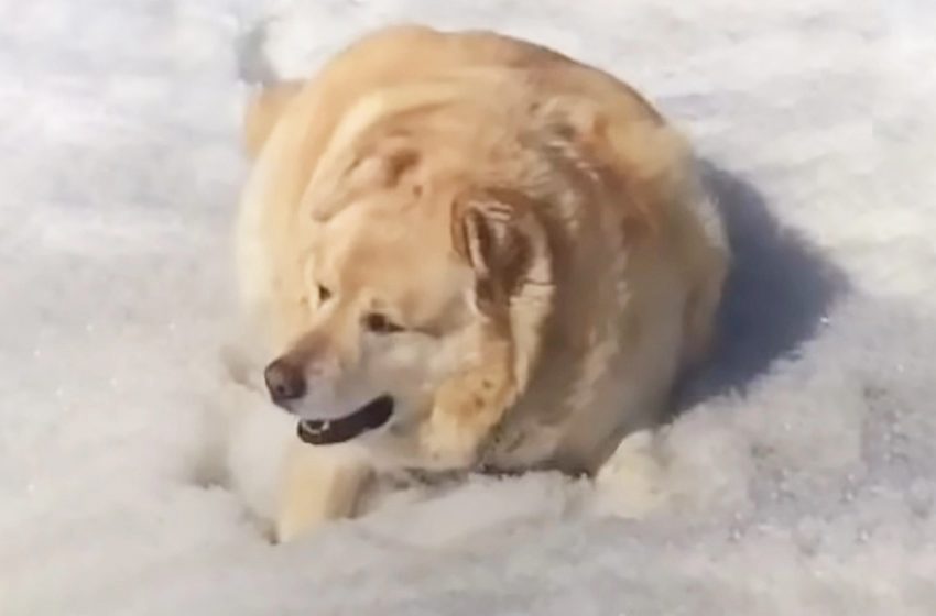  The incredible weight loss transformation of the Golden Retriever who loses 100 pounds