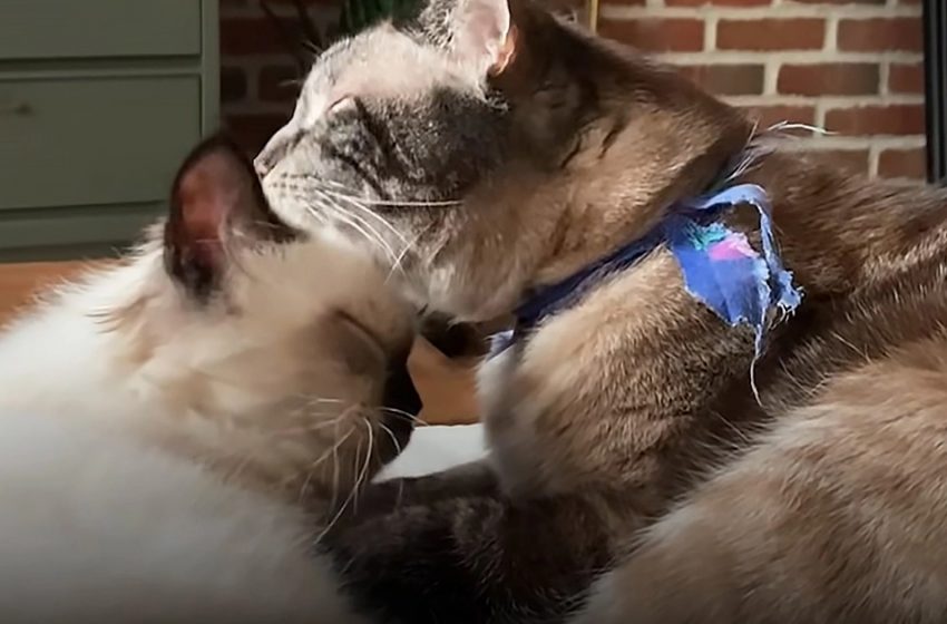  The «clinging cat» gets a new baby brother to help with separation anxiety