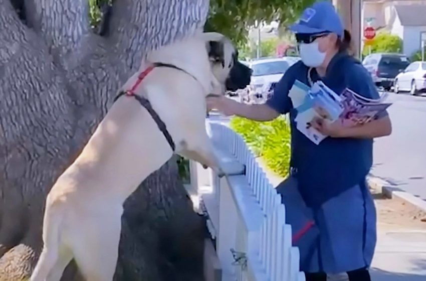  Giant dog waits for his favorite mailwoman everyday