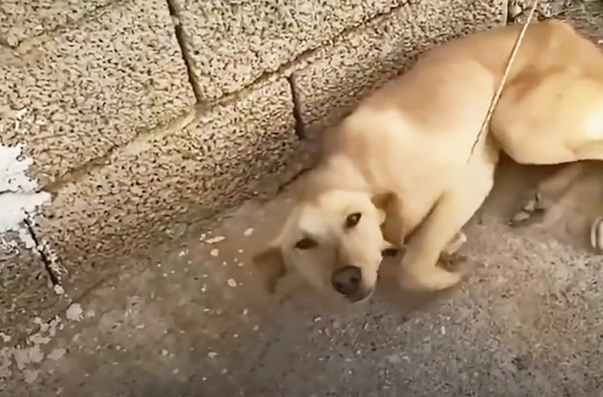  The chained dog begins to move its tail with joy when it sees the rescuer