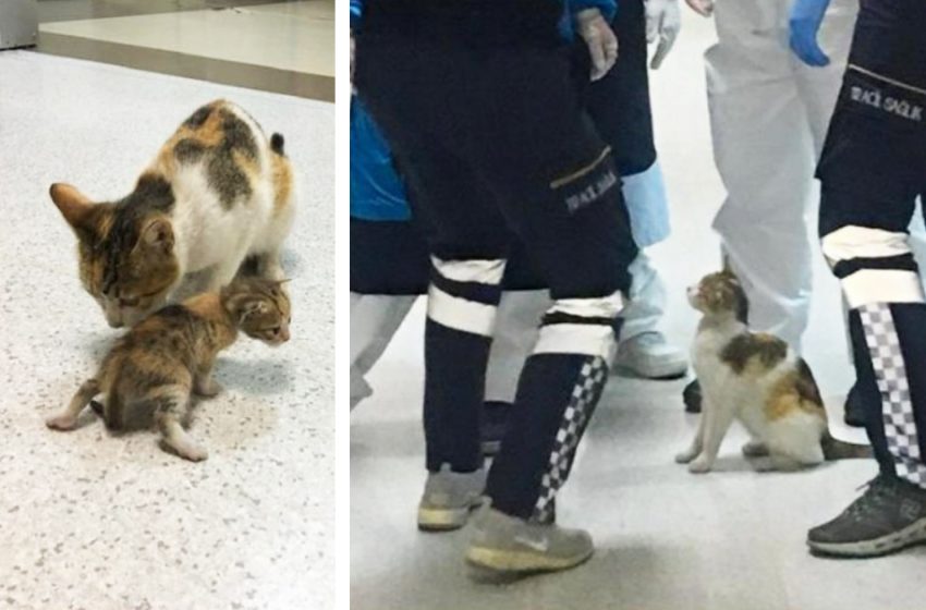  Mother cat brought the kitten to the emergency room. Human doctors examined the baby