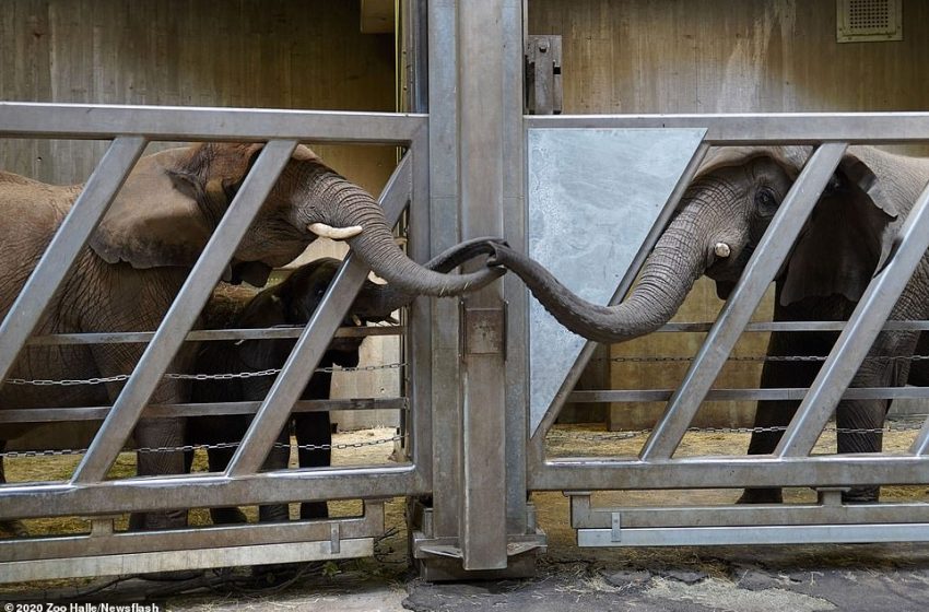  Granny Elephant Reunited With Granddaughters After Long Years Of Separation