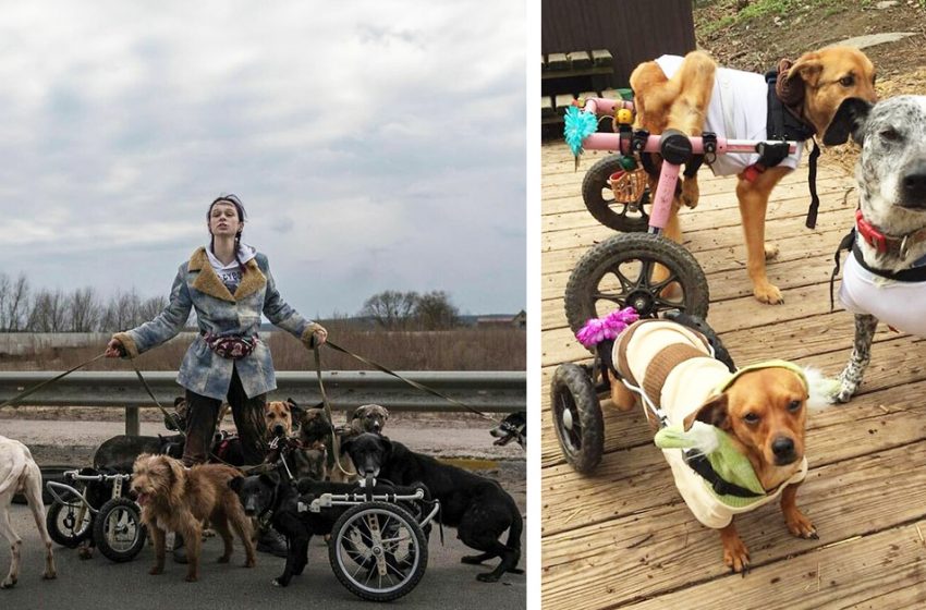  20-year-old Ukrainian evacuated dogs with disabilities from Irpin