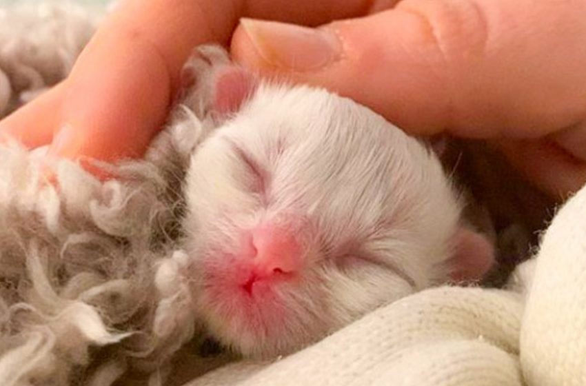  The couple decided that they would fight for the life of a newborn kitten, which was abandoned by a mother cat