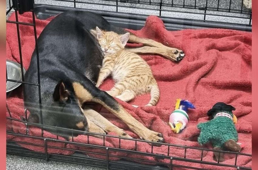  The cat jumps out of the box to comfort the frightened dog at the vet