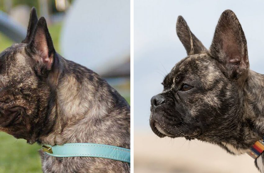  “Breed for Health. Not Show ”: reconstruct the faces of French bulldogs to make them healthier