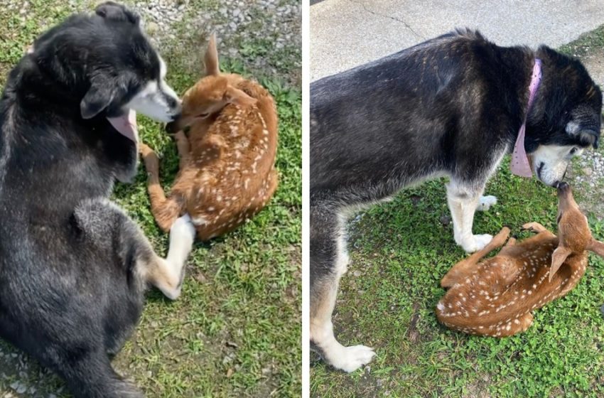  The exciting moment the caring dog comforts the sick deer found in the owner’s ranch