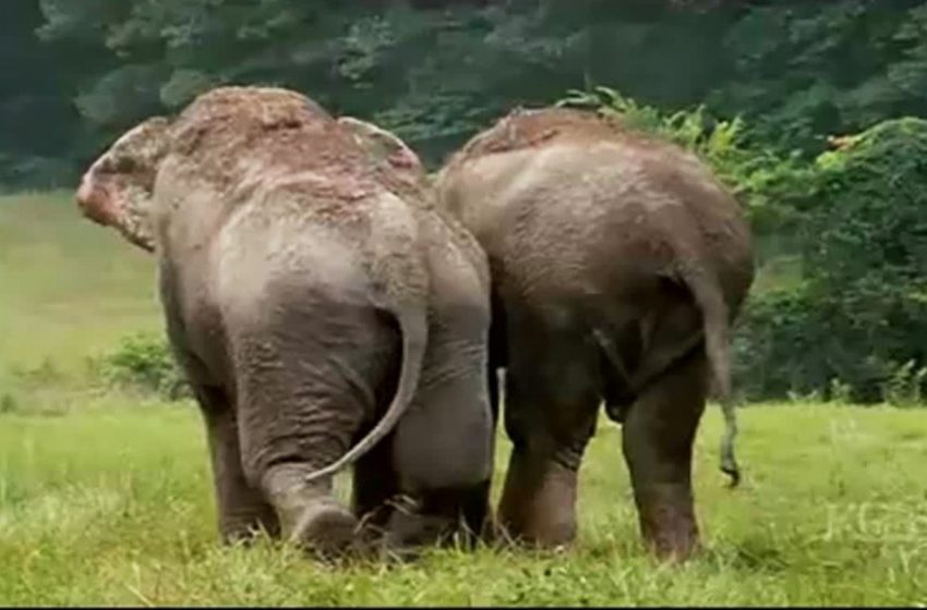  The two former circus elephants reunited after years