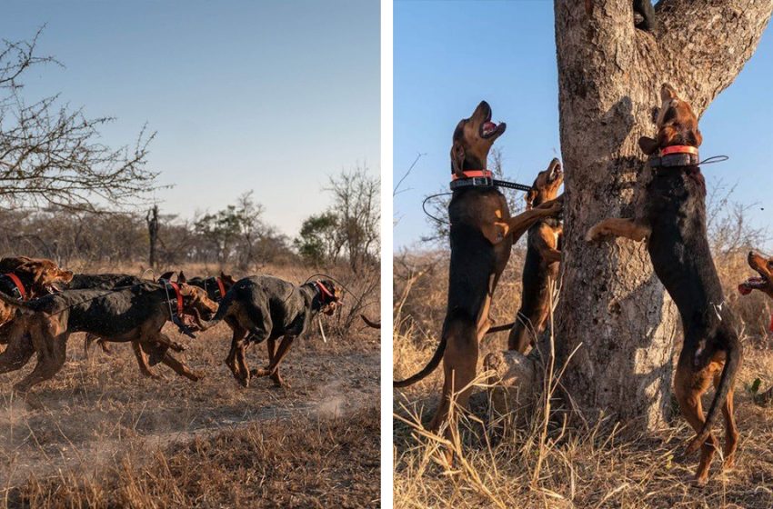  The trained dogs protect and save more than 45 rhinos from poachers