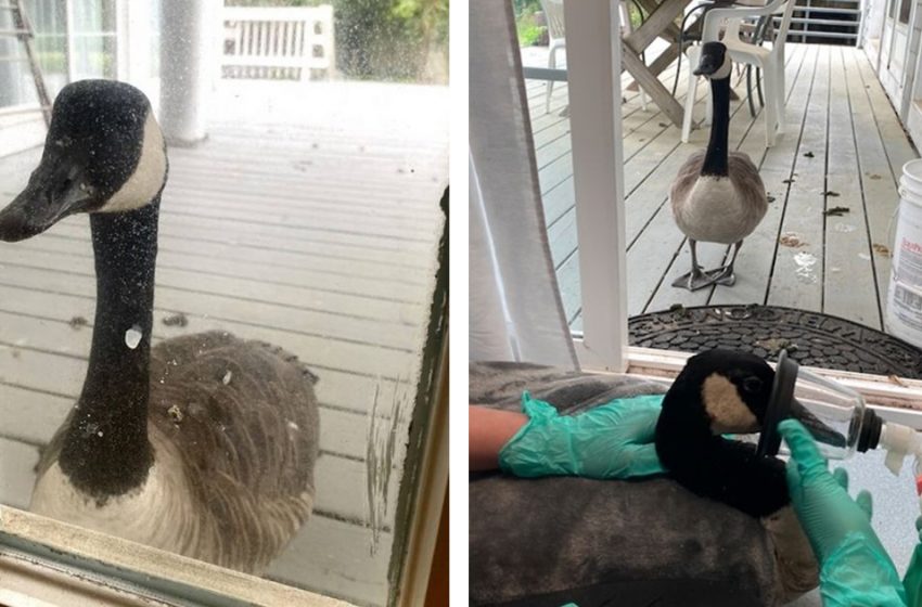  The goose remained with her boyfriend when he was in hospital