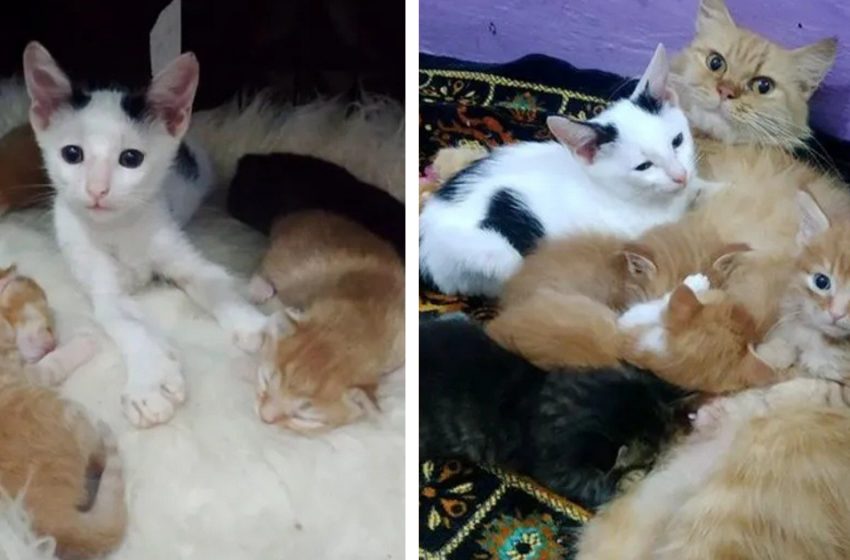  The tiny kitten creeped into the nest of the cat’s family and finally joined them