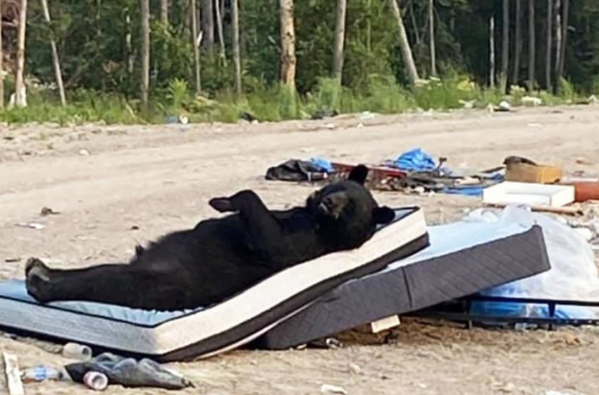  The bear was caught lying on the mattress