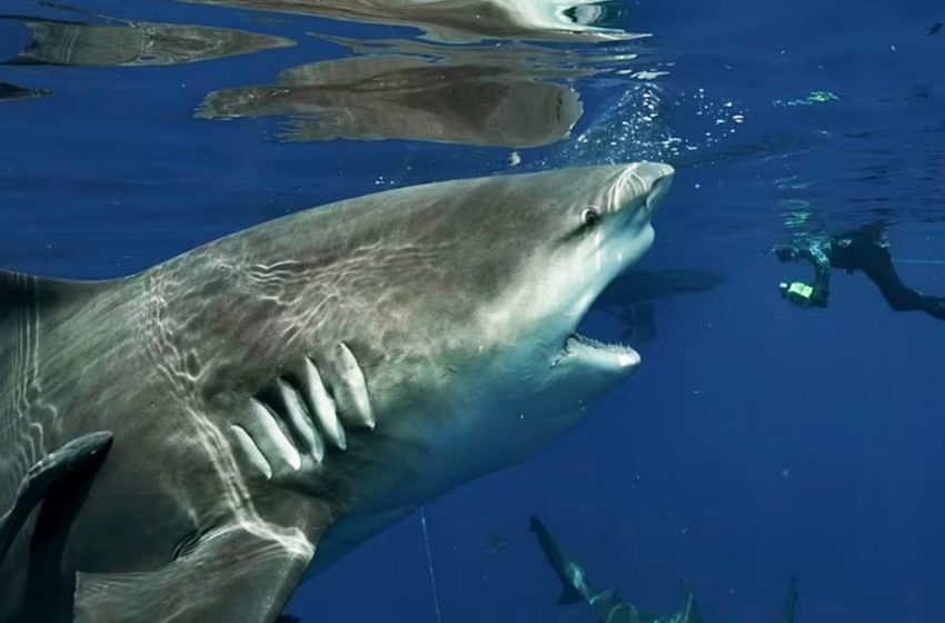  The diver encountered a huge shark off the coast of Florida