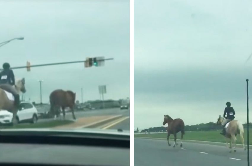  The courageous girl saved the runaway horse from the busy highway