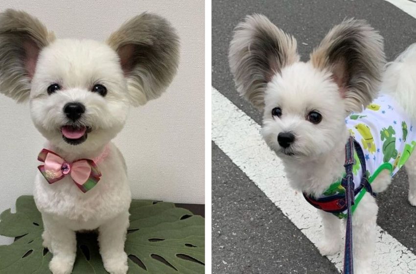  This sweet dog looks like Mickey Mouse