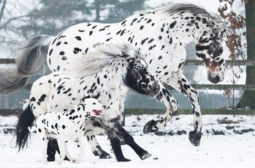  This trio of horse, pony and dog is truely fantastic