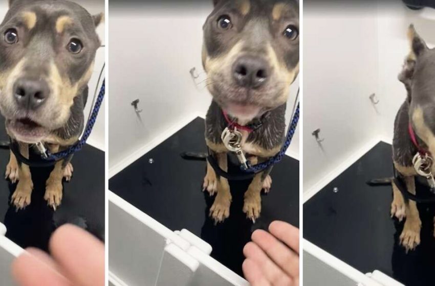  The poor dog was found in the attic locked and alone