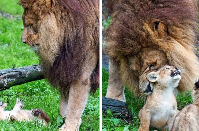  The lion tries to take care his cubs untill their mom recovers