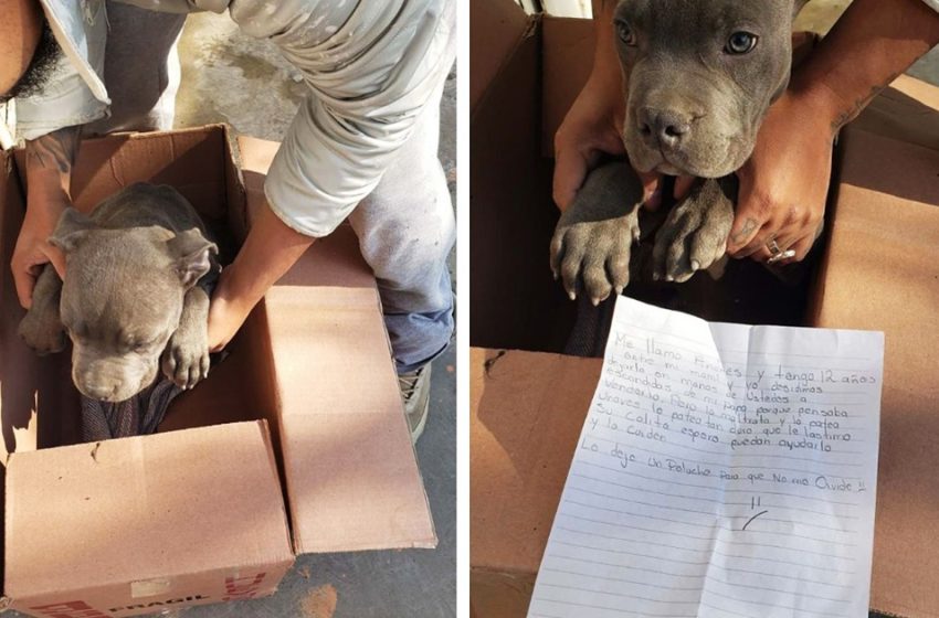  The caring boy left his pit bull in front of the shelter with a note