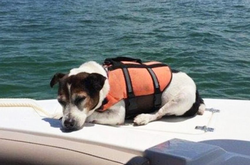  Boaters found and saved the poor dog in the middle of the ocean