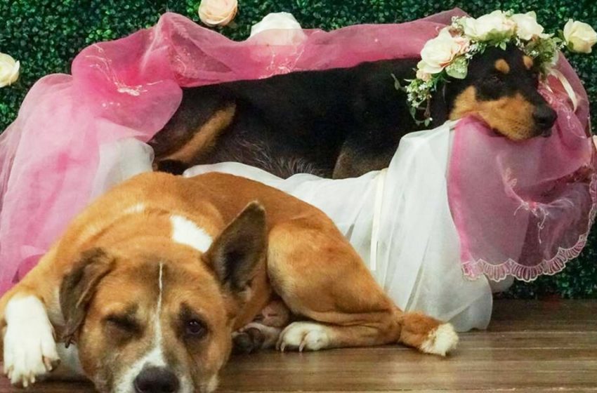  The dog wanted to be with his girlfriend in her maternity shoot