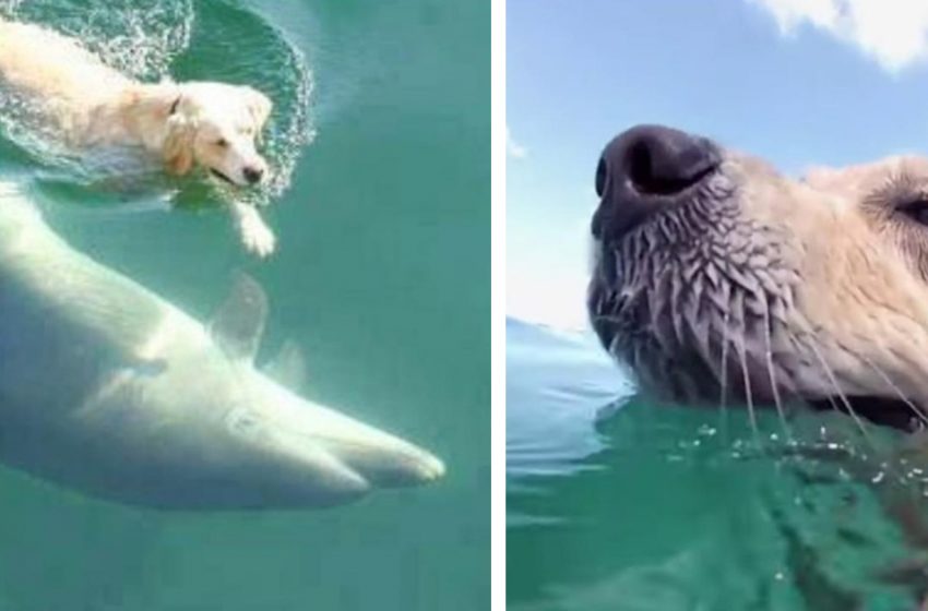  Unusual friendship: Labrador almost every day runs to the pier to swim with his friend the dolphin