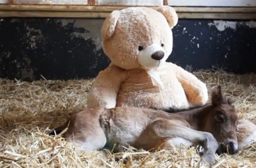  The little horse was comforted with a huge bear toy