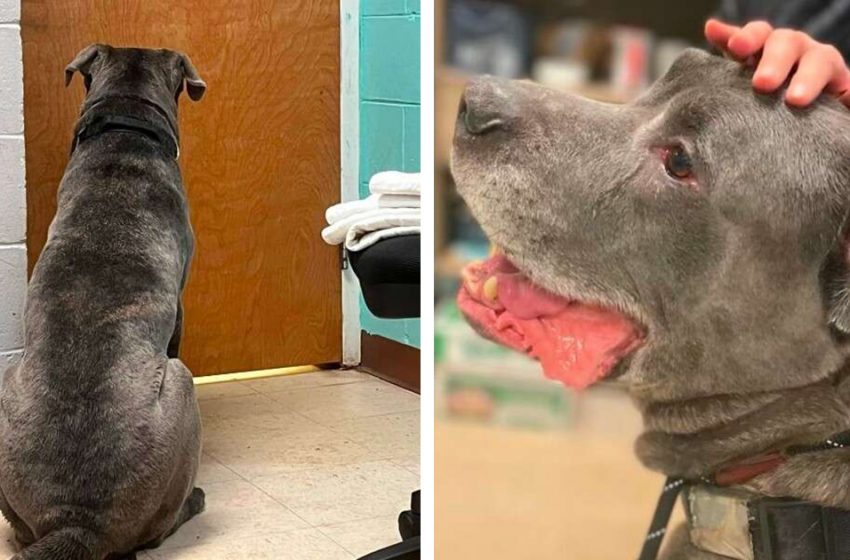  The poor dog began to cry realizing that his human dad was leaving him at the shelter