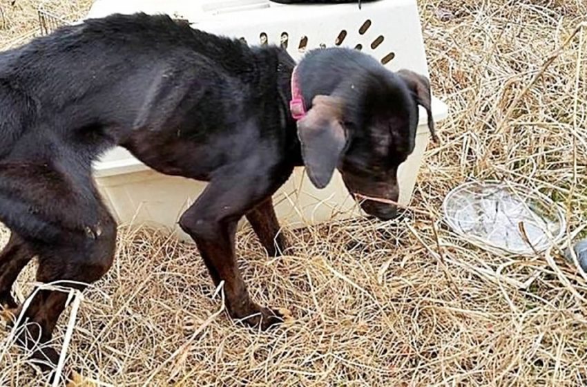  The previous owners left the dog in the field without food and water, but a kind family found him and made him a pet