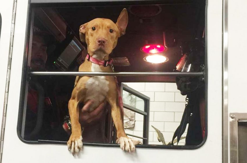  The dog abandoned by her owners now lives with firefighters