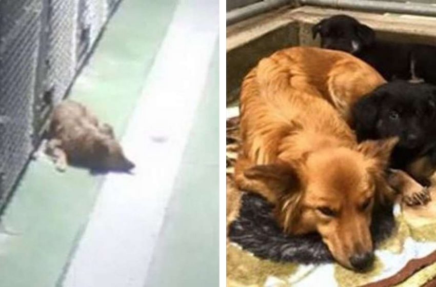  The caring dog went out of her kennel to comfort the tiny puppies